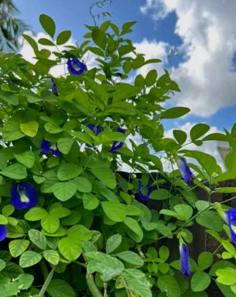 blue butterfly pea (aprajita)plant seeds