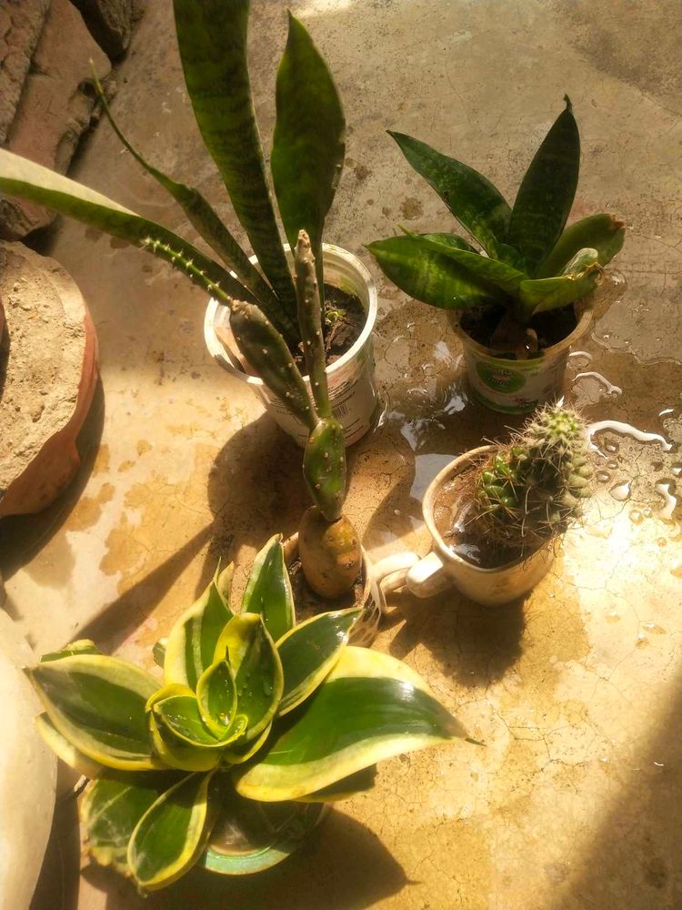 All 5 Variety Permanant Showing Plant