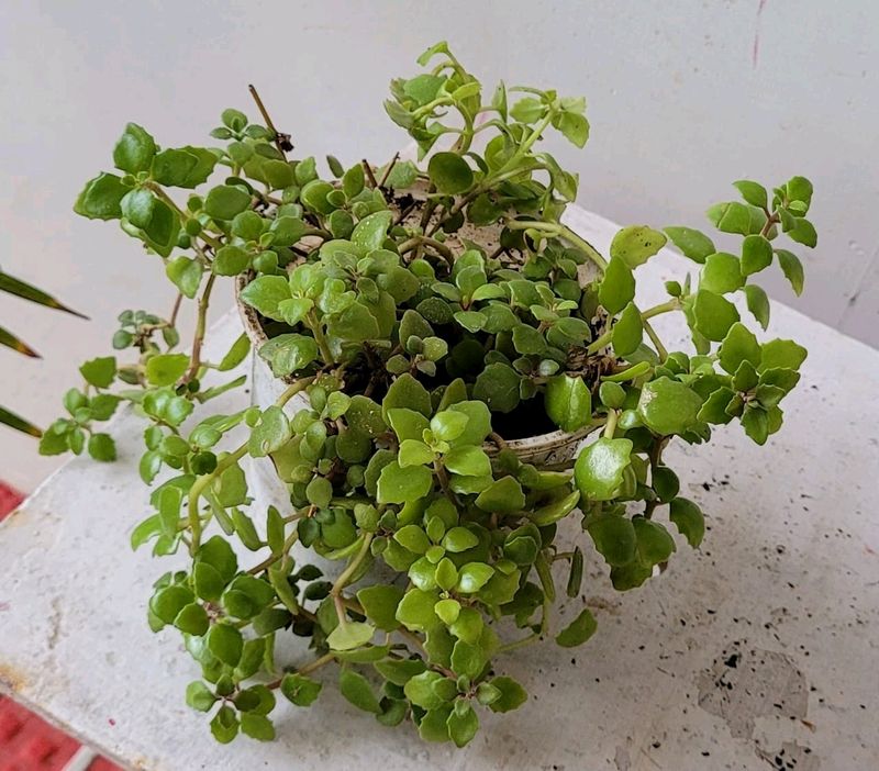 Pilea Depressa/Plant 🌵 &amp; pot