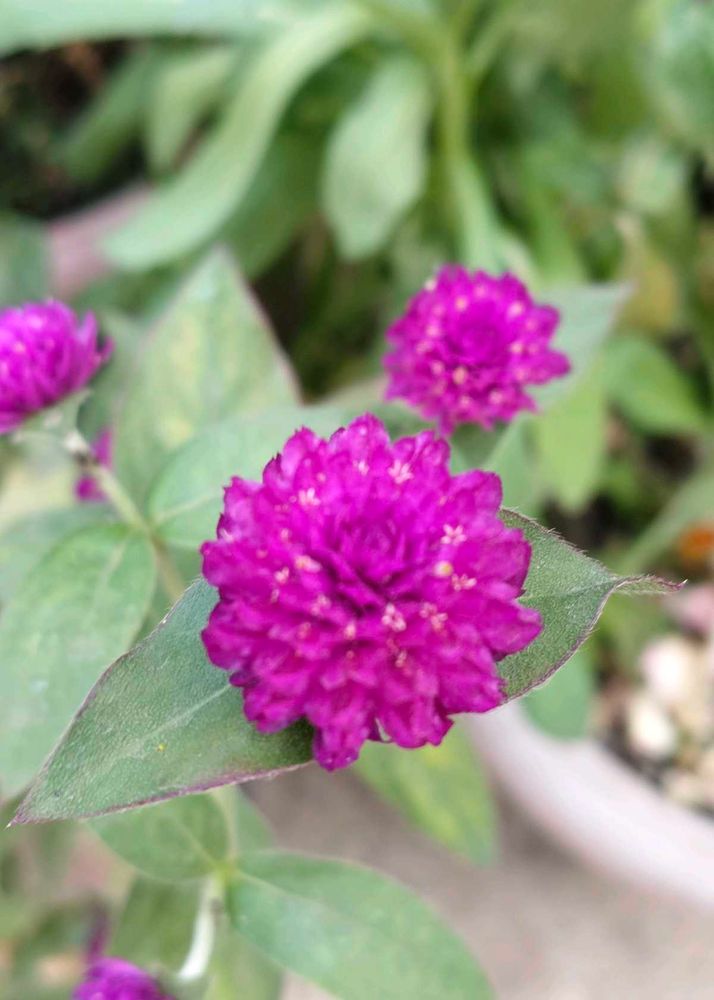 Globe Amaranth Plant Dried Flowers