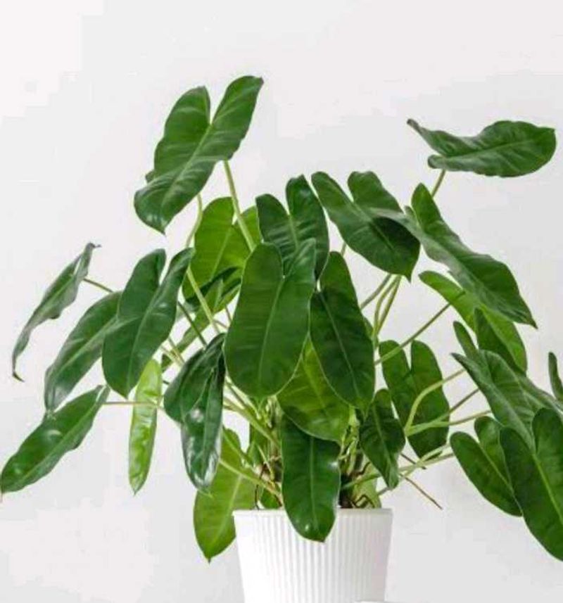 Philodendron Burle Marx Plant