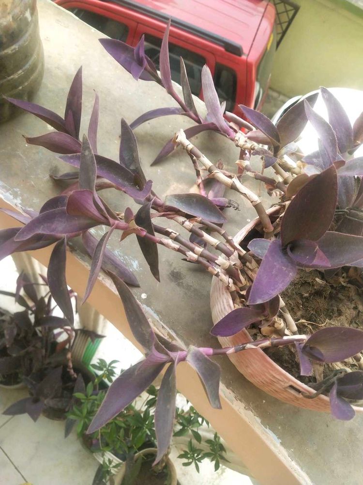 Purple Heart Full Pot With Root