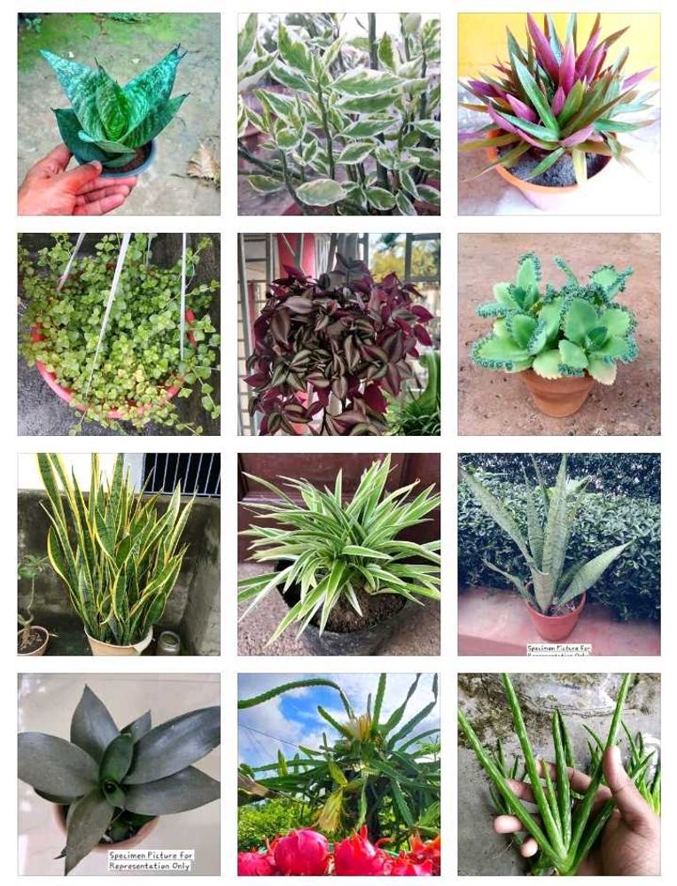 10+2 Healthy Plants! Exclusive Plant Lover’s Combo
