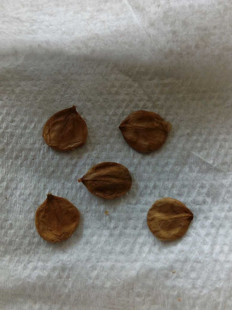 Five Siuli Flower Seeds