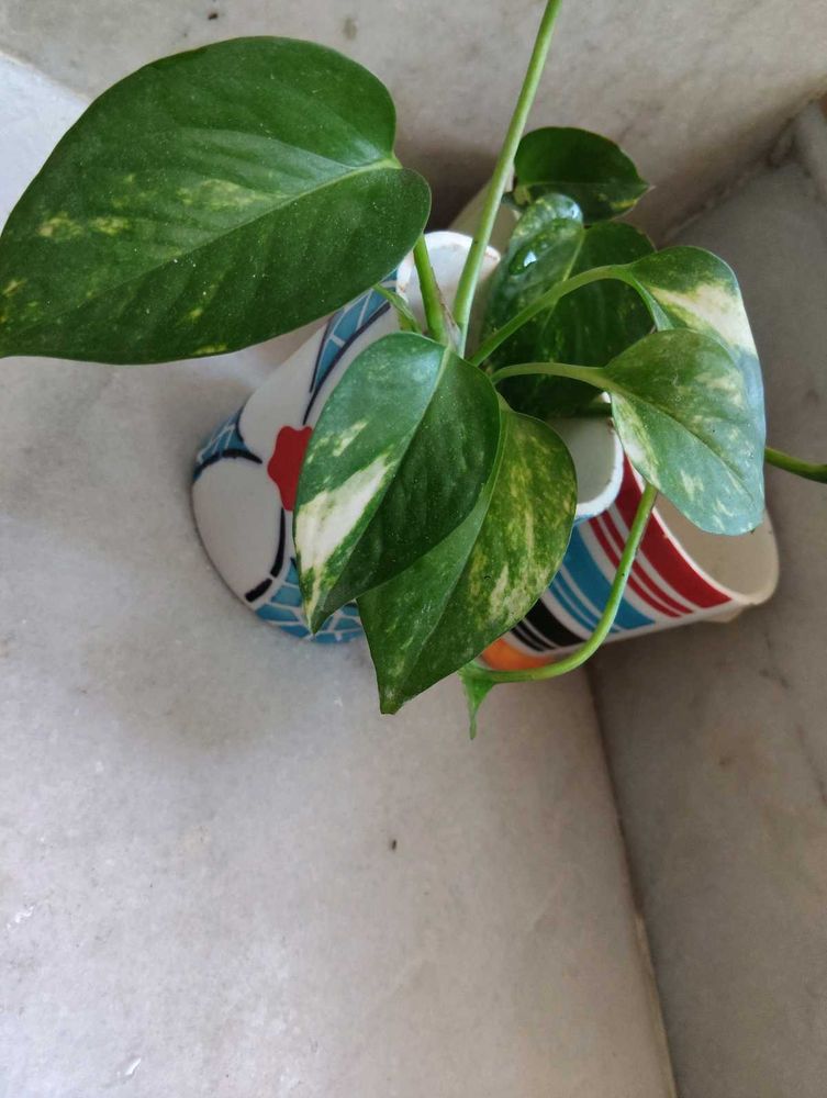Pothos Plant in Upcycled Planter