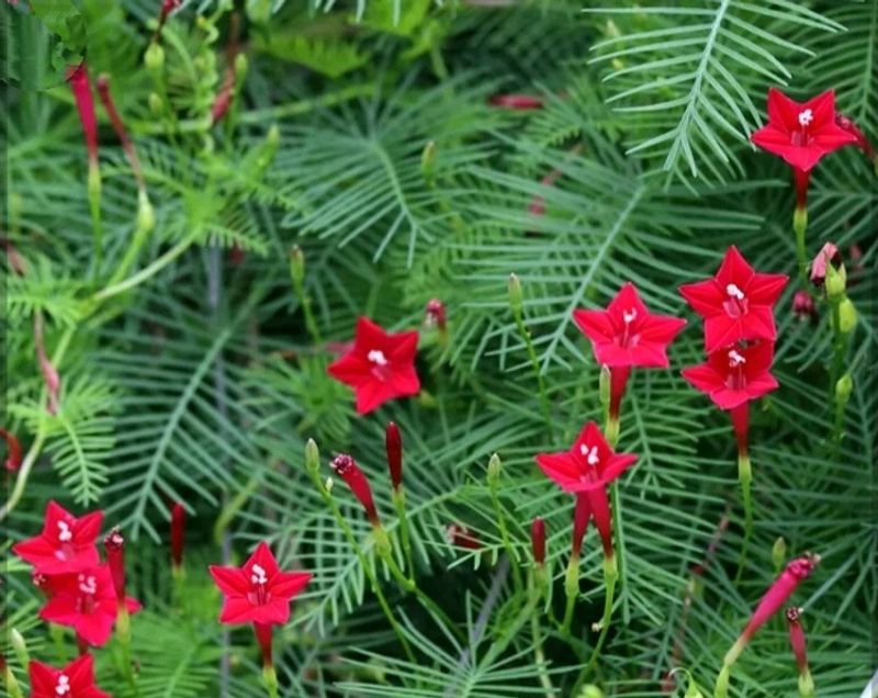 Crimson Cypress Vine Plant