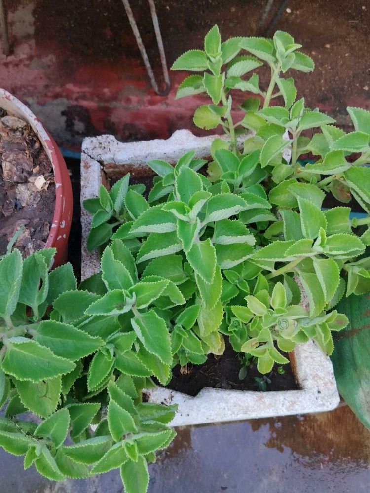 Vamma Plant