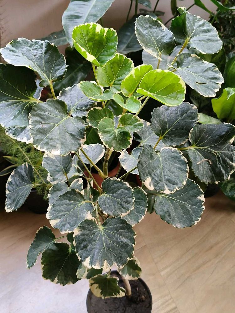 Shield aralia (plum arali) with pot