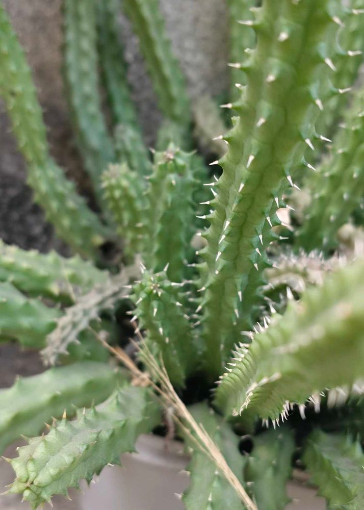 Cactus