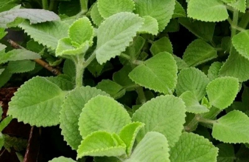 Ajwain Plant Cuttings