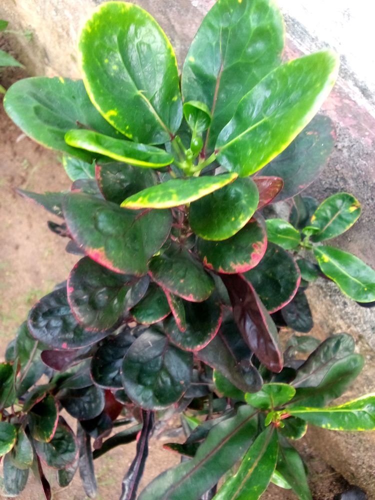 New Croton Variety