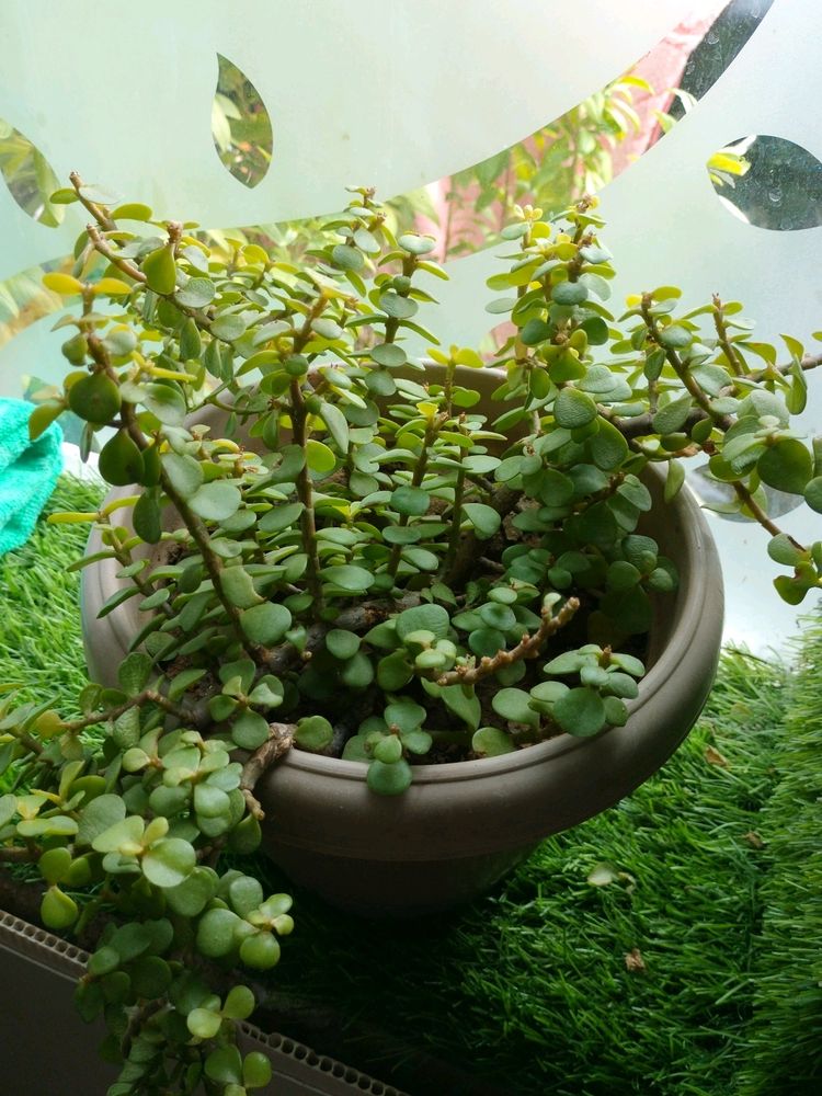 Plants