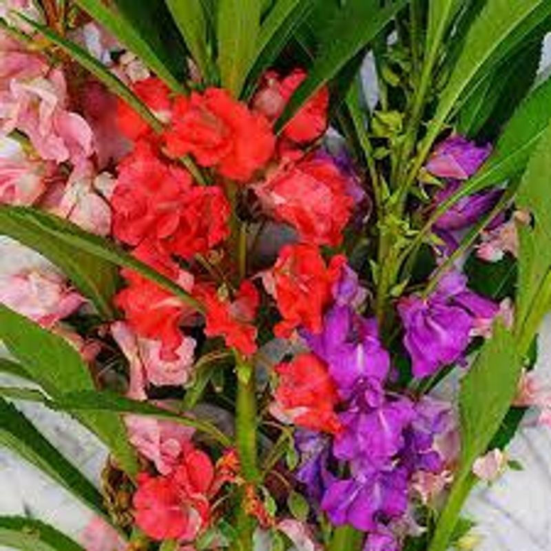 Balsam Mix Seeds
