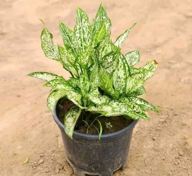 Aglaonema Indoor/Outdoor Plant With Pot.