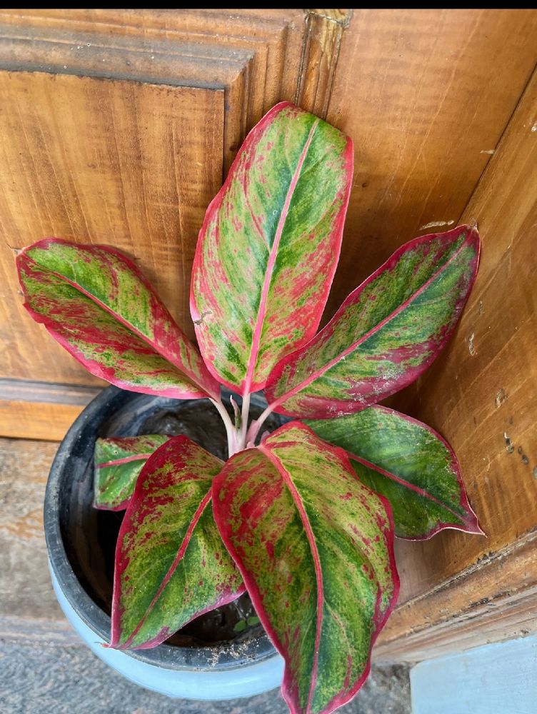 Healthy Red Lipstick Aglonema