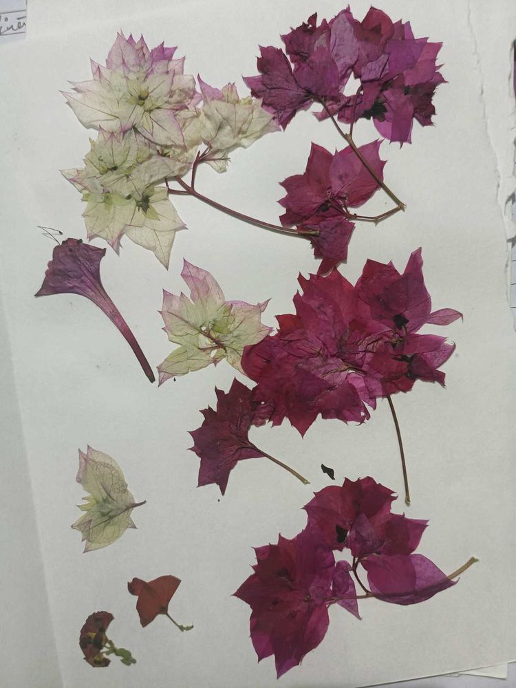 Dried Flowers