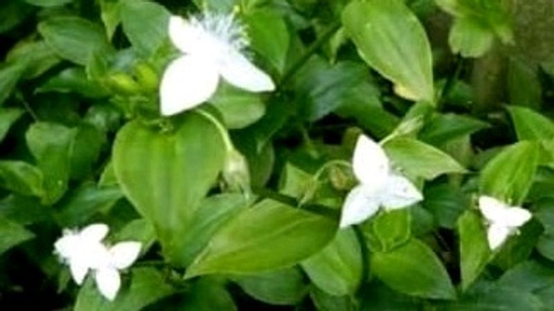 Turtle Vine Plant &amp; Pot