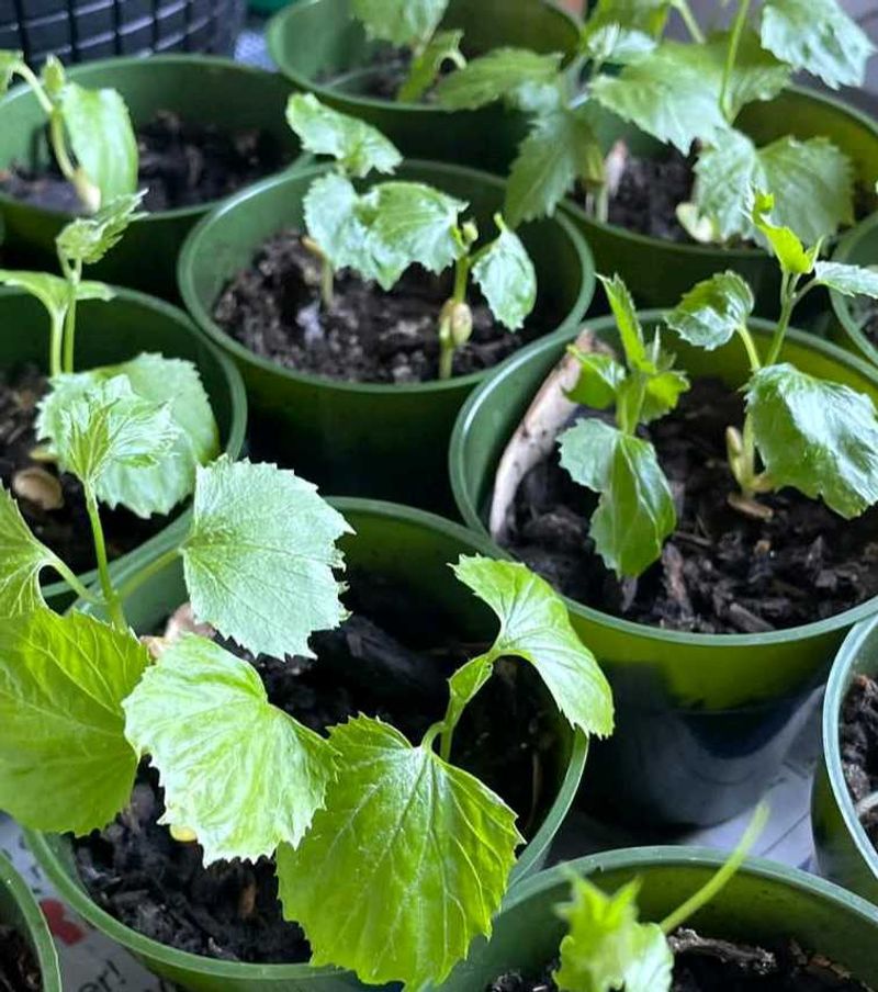 Young Plant bitterguard