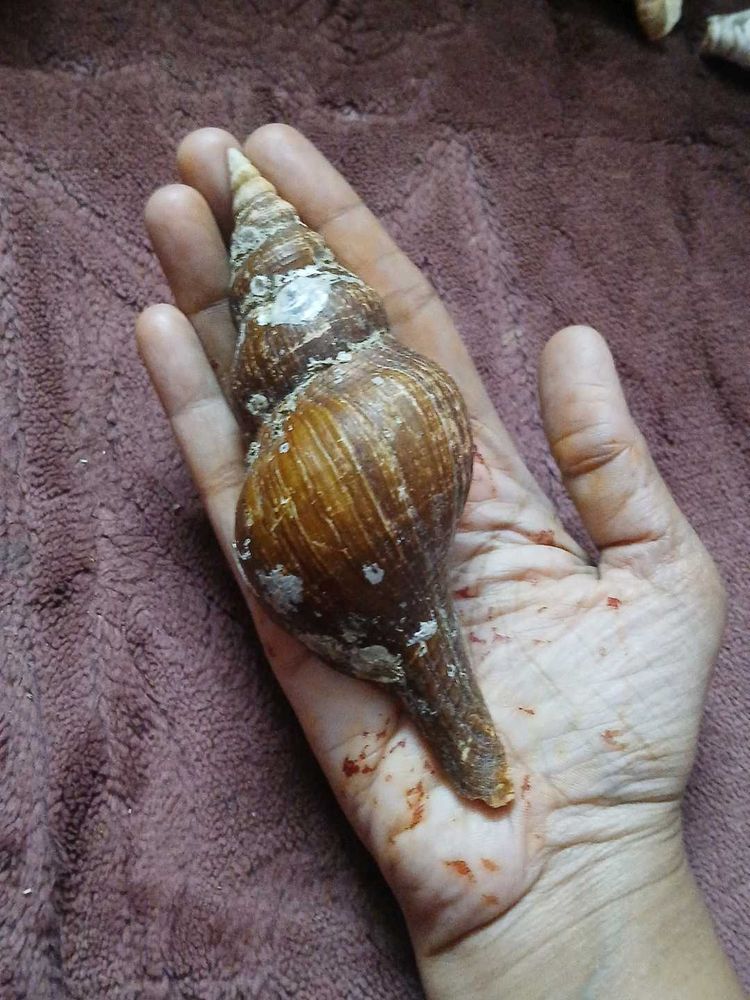 free delivery(largest True tulip shell