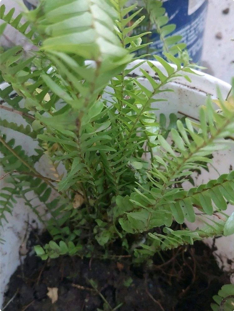 Fern Plant