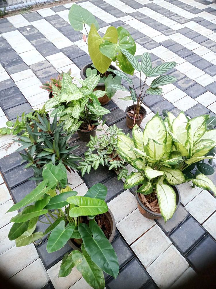 10 Live Root Plants