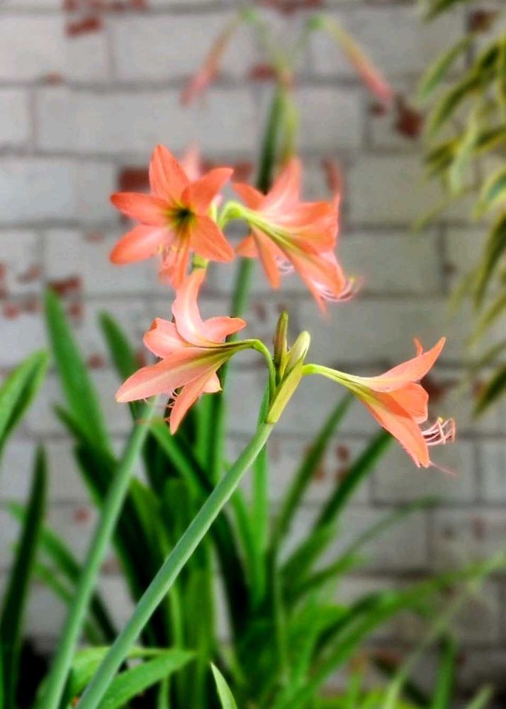 🌾 Pink Lily Bulbs (2 Nos.)