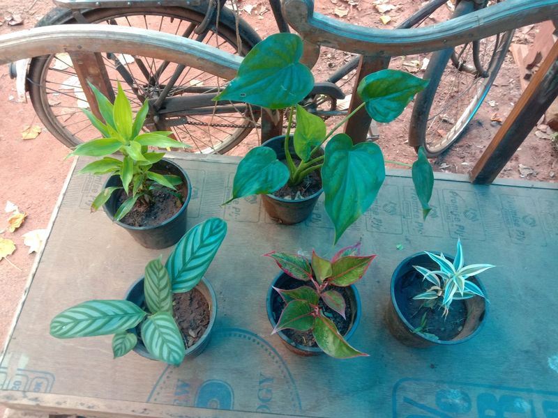 Indoor Plants