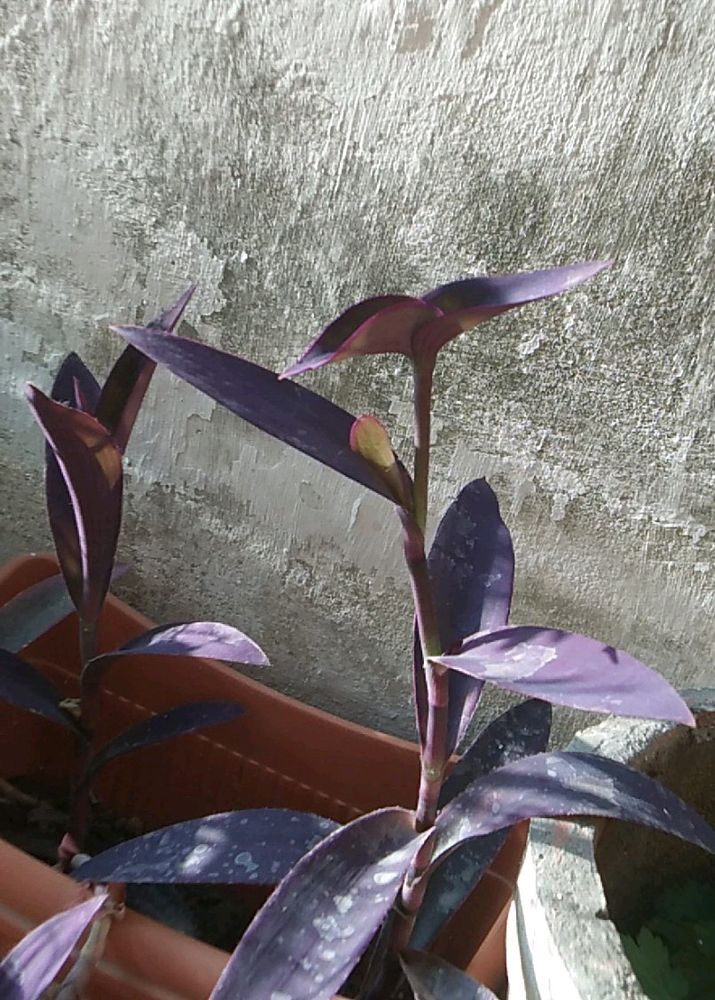 Purple Heart Plant Cuttings