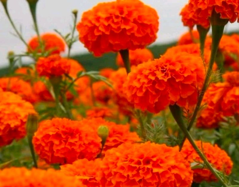 Marigold Flower ( 100 Seed)