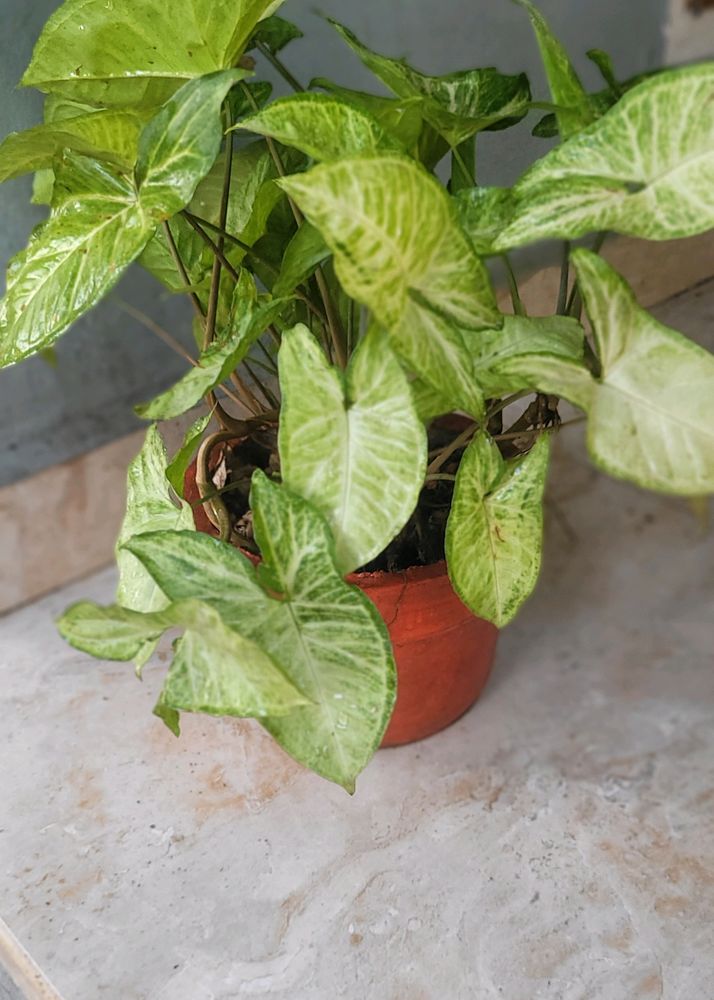 Syngonium Podophyllum Arrowhead