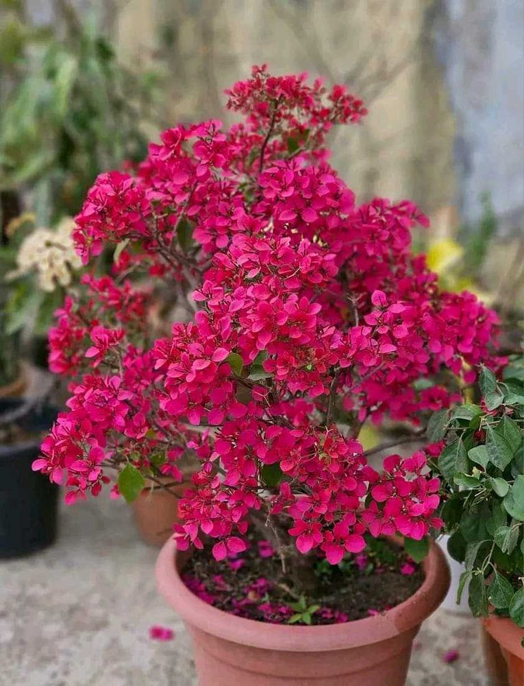 Bagan Bilash Live Plant ....Pack Of 1