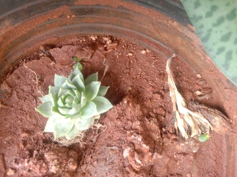 5 Plants Combo