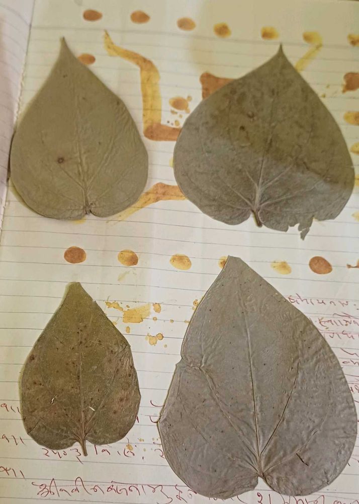48 yrs old paan leaf
