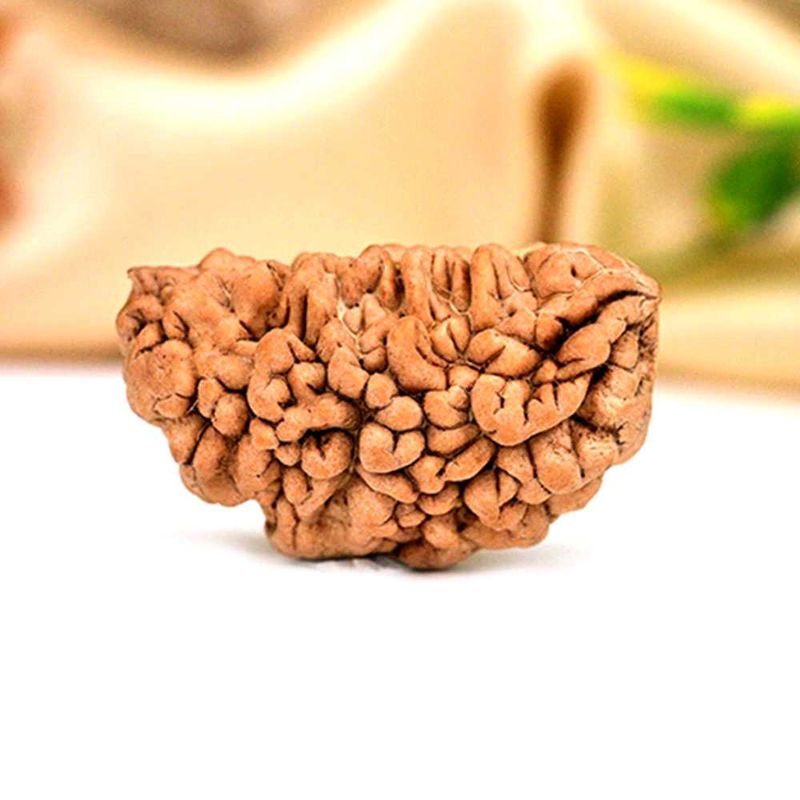 1 Mukhi Half moon Rudraksha Bead