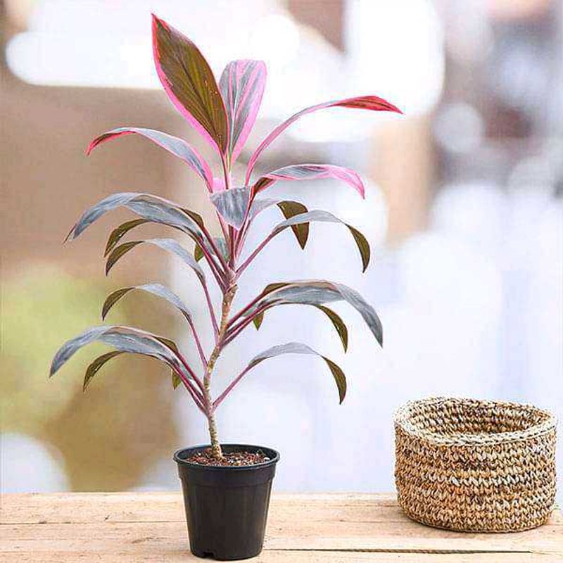 Cordyline Plant - Red Sister