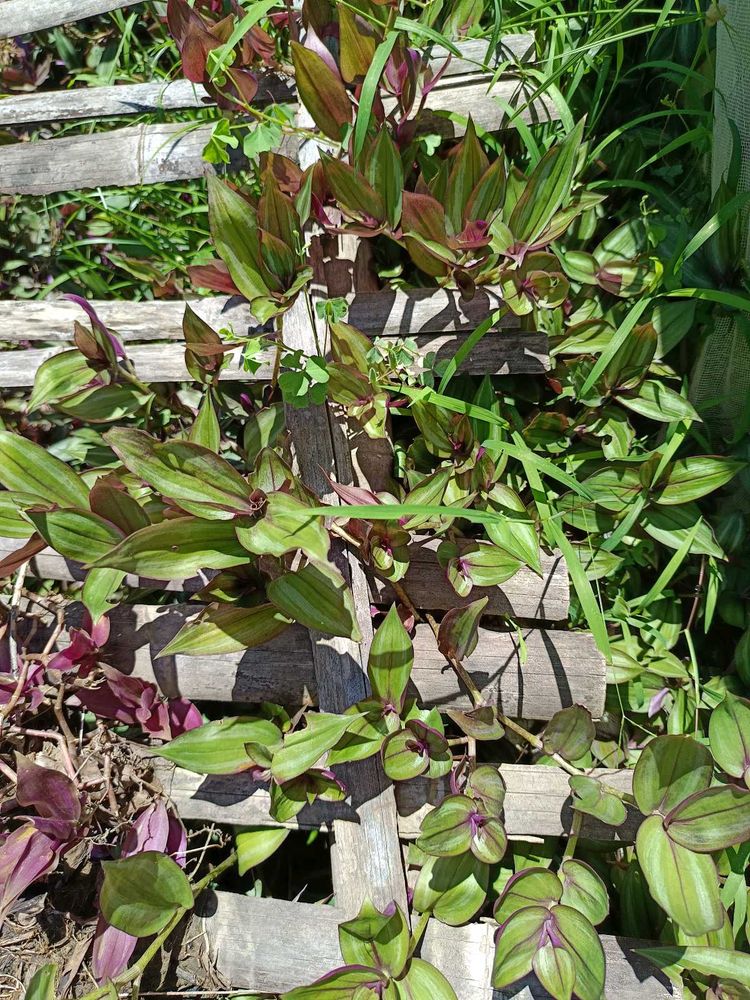 Wandering Jew Plant