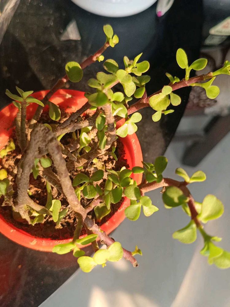 Potted Jade Plant