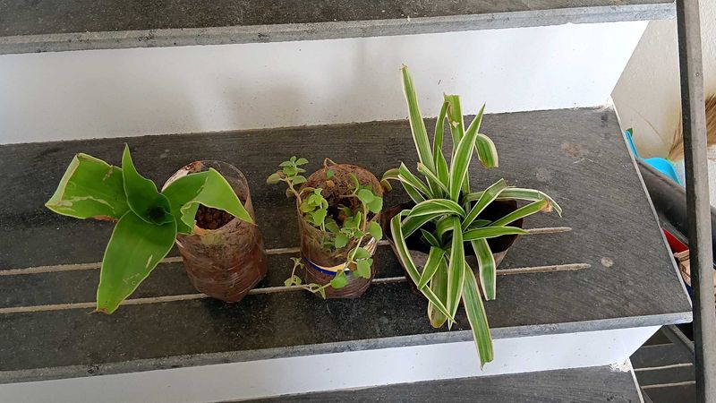 combo of two plants and one stem cutting