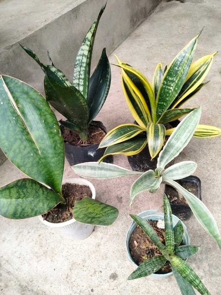 Sansevierias Air Purifying Plants