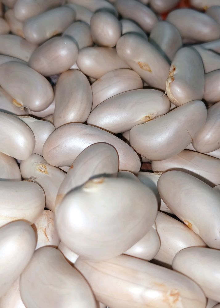 Good Quality Jackfruit Seeds