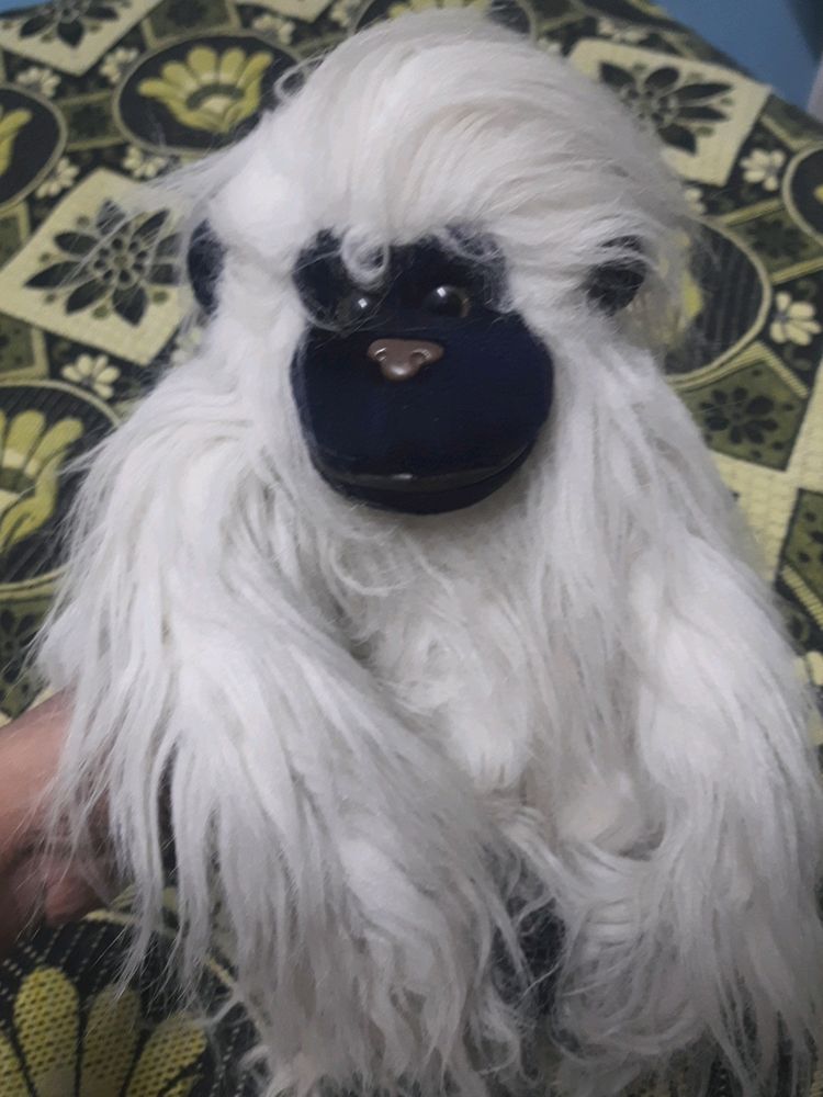 Monkey 🐒 Teddy