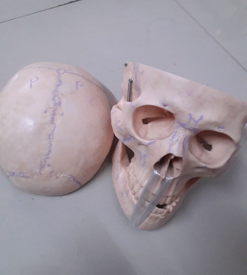 Human POP Skull (For Medical 1st Years)!!👍