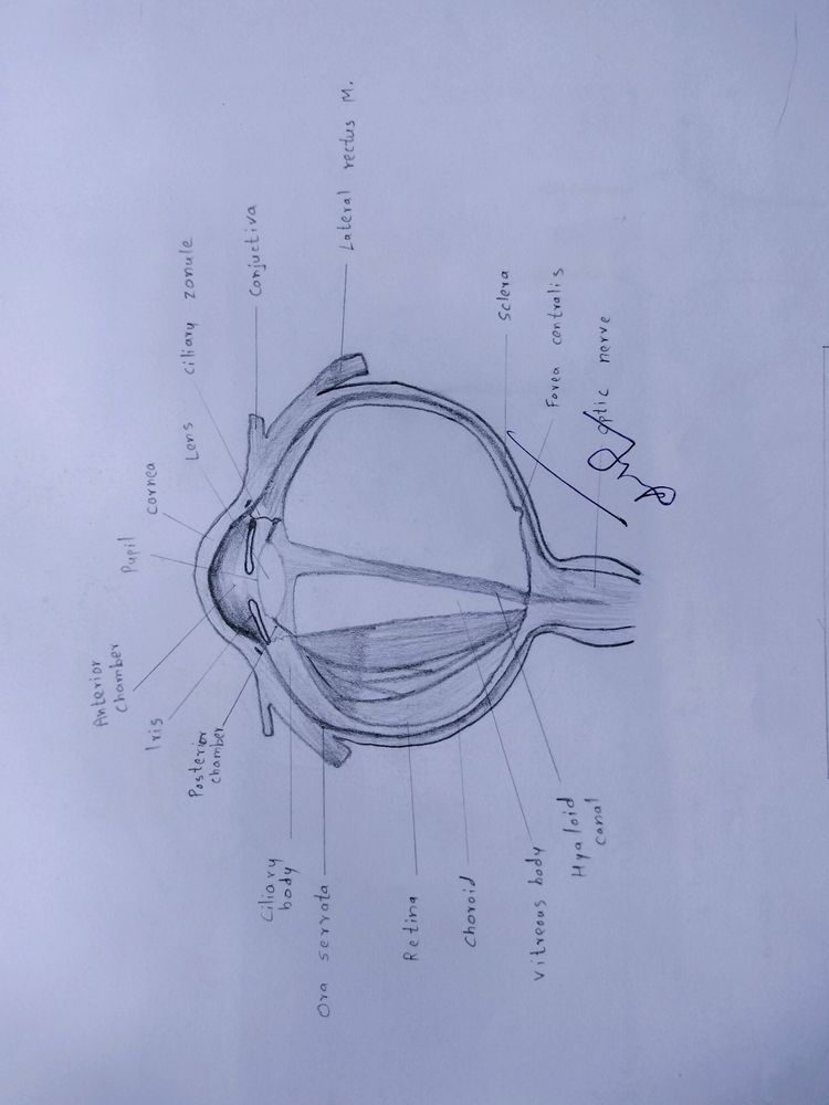 Anatomy Hand Drawn All Colourful Labelled Diagrams