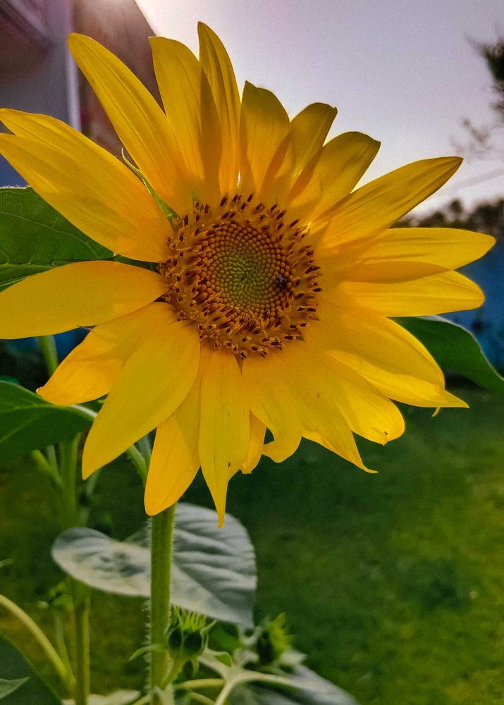 Sunflower Seeds + Freebies