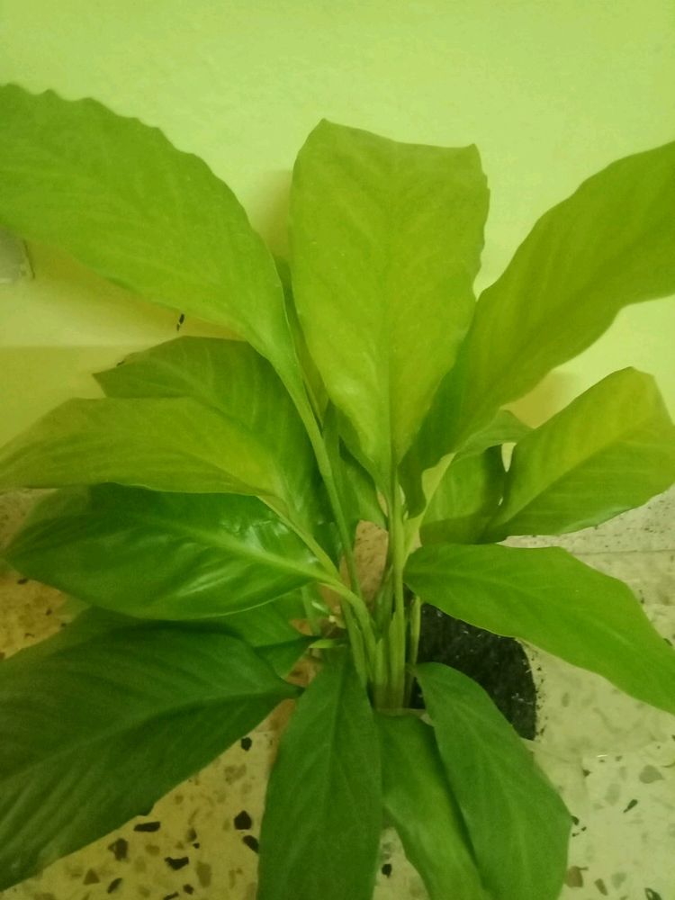 Peace Lily Plant Indoor Plan
