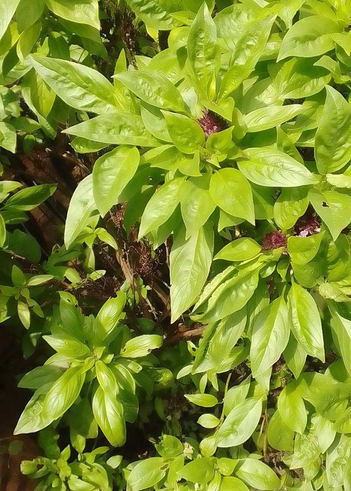 थाई बेसिल (Thai Basil / Ocimum basilicum