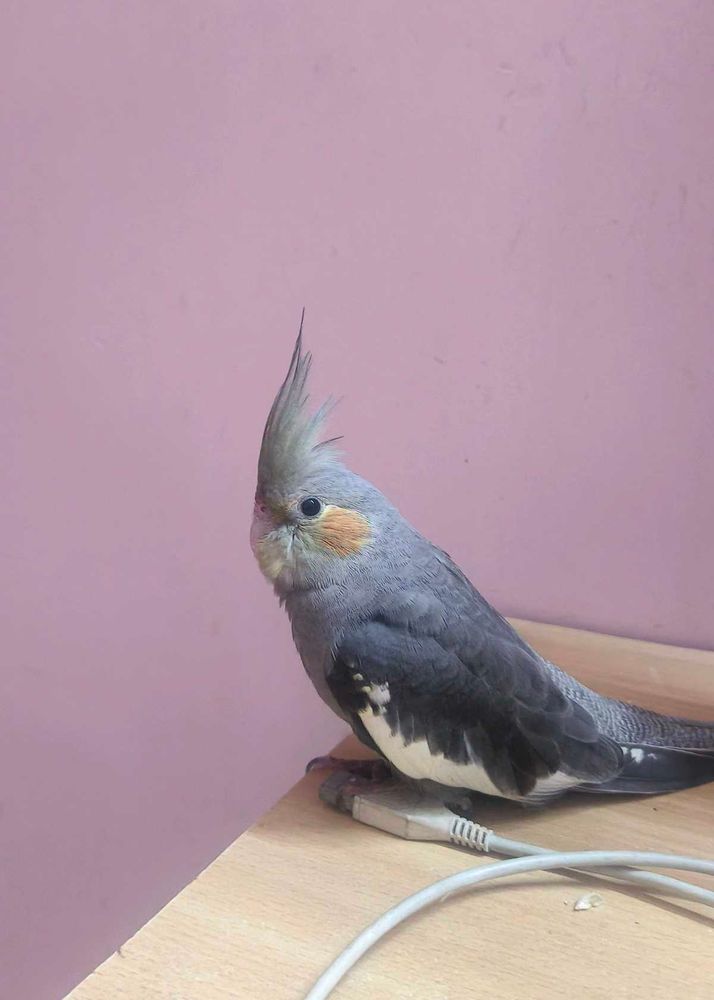 Cockatiel Bird