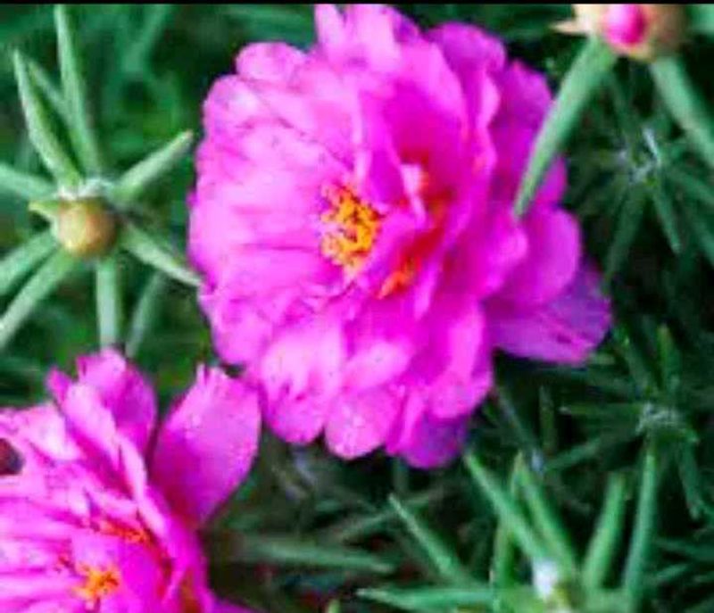 Moss rose plant