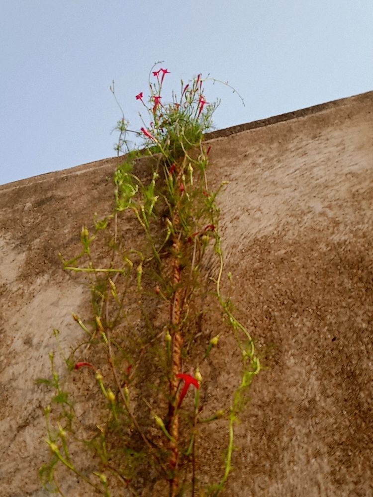 Cypress Vine Seeds