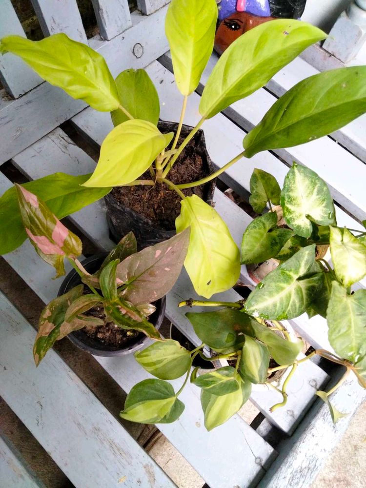 Air Purifying Plants Combo